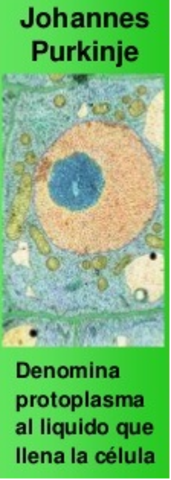 Johannes Purkinje