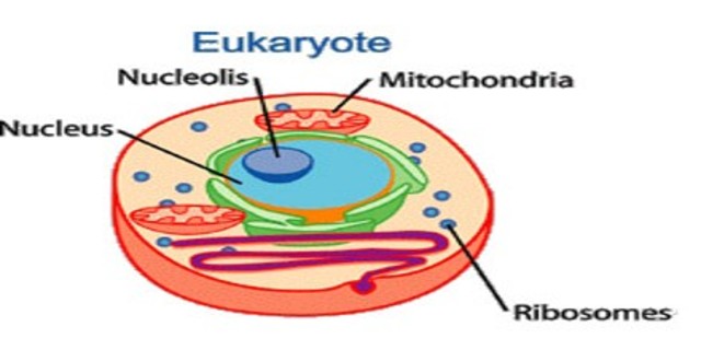 First Eukaryotes