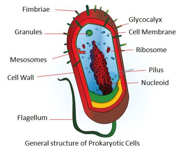 1st Eukaryotes