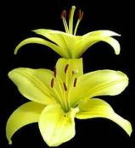 actividades de cierre.