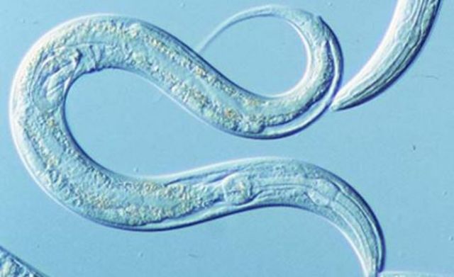 1st multicellular organisms appear on earth