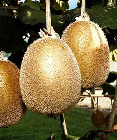 Fears for NZ's Kiwifruit industry (national)