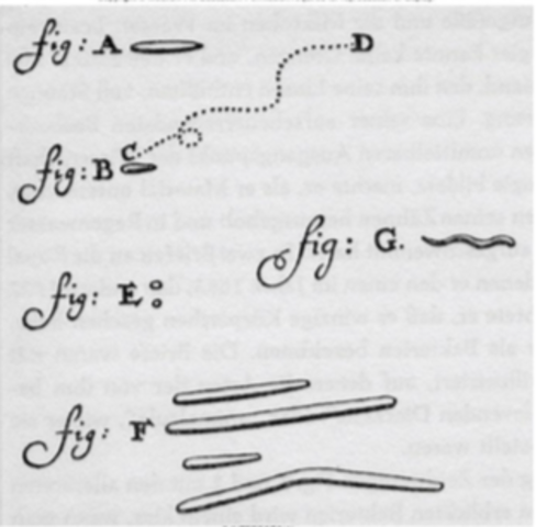 Leeuwenhoek