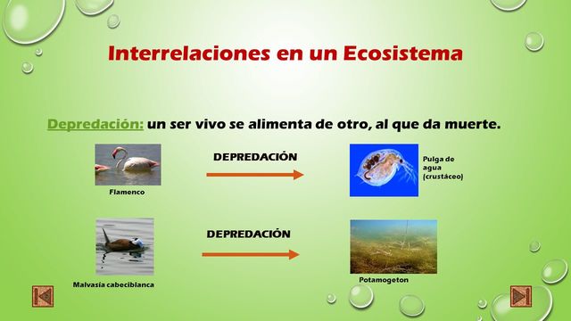 ECOSISTEMA COMO  INTERRELACIÓN.