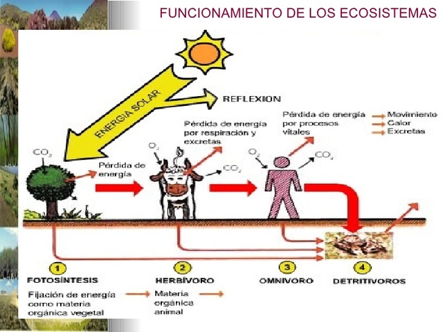 EL ECOSISTEMA COMO MODELO DE UNA  REALIDAD