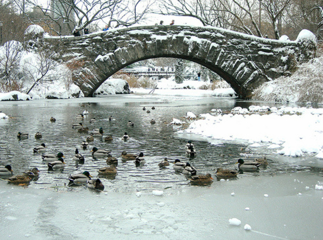 The Central Park Ducks