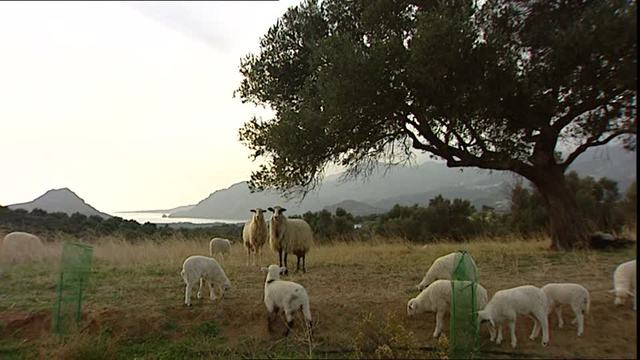 Se establecen en Creta los primeros habitantes que llevan la agricultura.