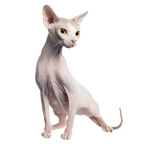 Radiografía a gato egipcio