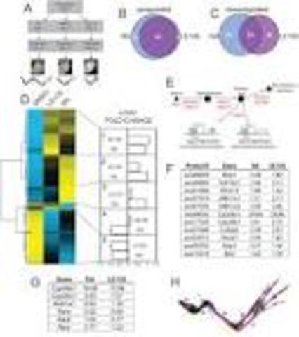 Completion of the Transcriptional RR