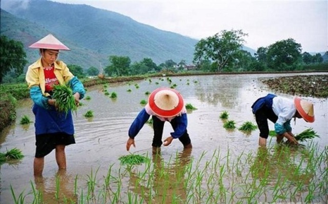 Historia del arroz 7.000 a.C