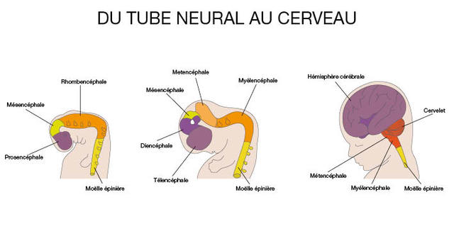 3 semaines après conception
