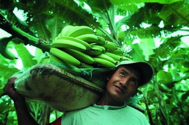 Banana Trade