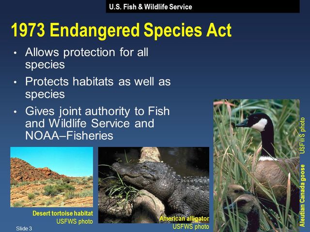 engaged species act