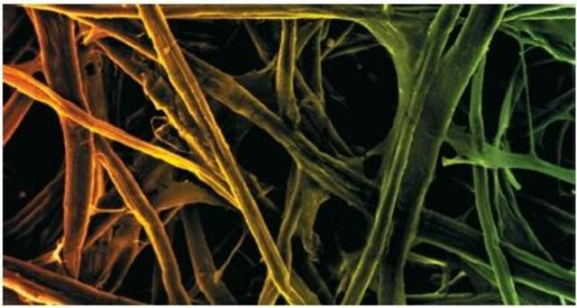 Descubrimiento de la Celulosa