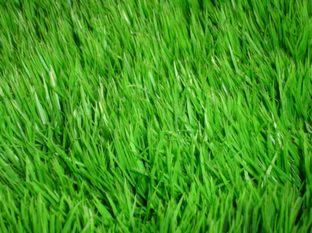 Quote - Chp. 15-16: Sophiatown