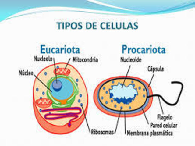 Tipos de células