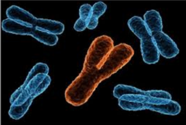 Chromosomes