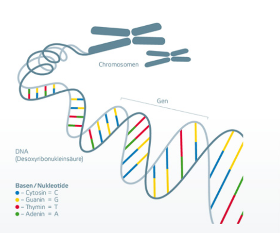 Hereditary Information in Chromosomes