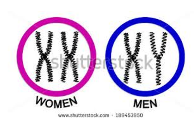 Chromosomes in Sex