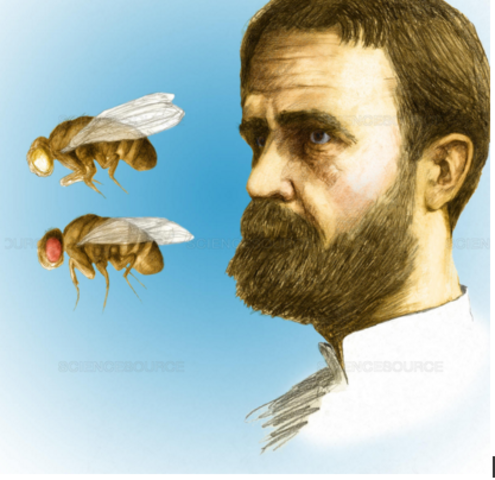 The trait of Eye Colour in Chromosomes