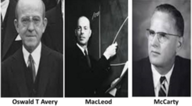 DNA hereditary in Bacteria