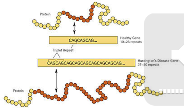 inherited disorder  in a chromosome