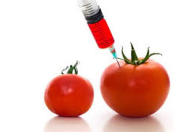 The first GM tomato product in U.S