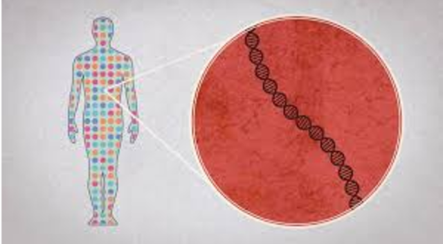 The draft of tje human Genome