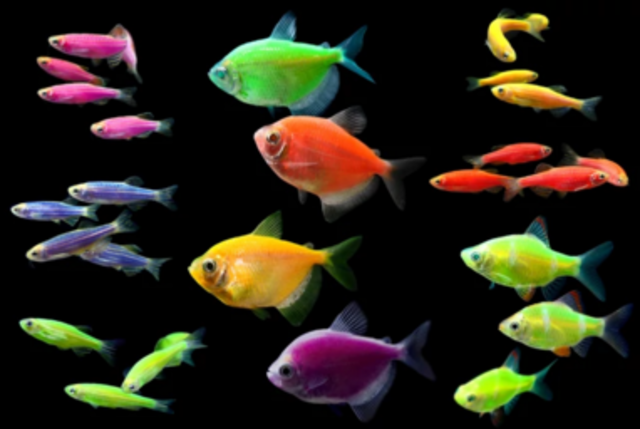 Genetically modified fish for sale in the U.S