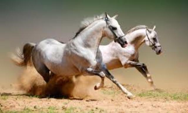 Invención de la Caballería.