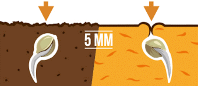 Etapas del proceso de crecimiento de las plantas