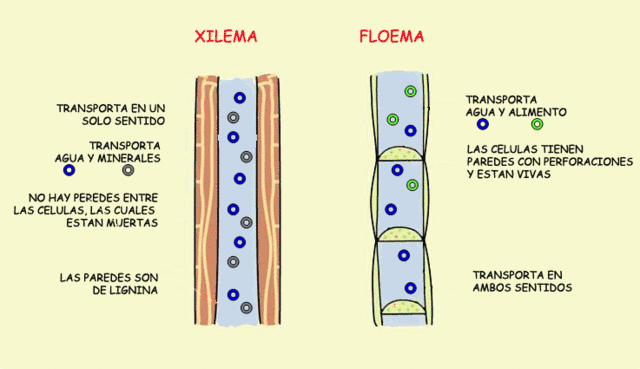 XILEMA Y FLOEMA