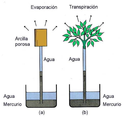 FLUJO DE SUSTANCIAS EN LA PLANTA