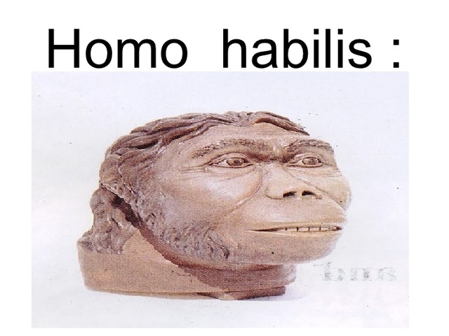 HABILIS (2´000.000 AÑOS)