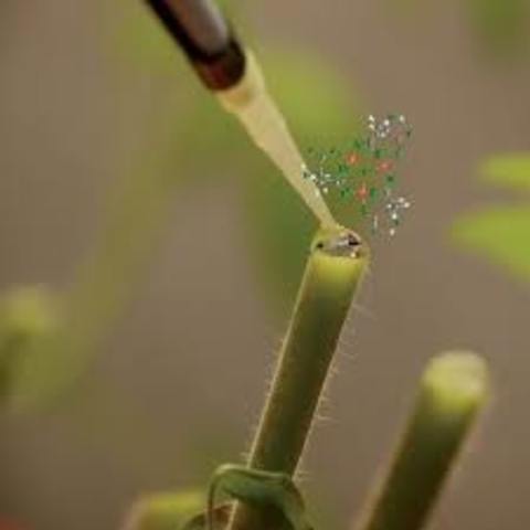 CARACTERISTICAS ANATOMICAS DEL XILEMA