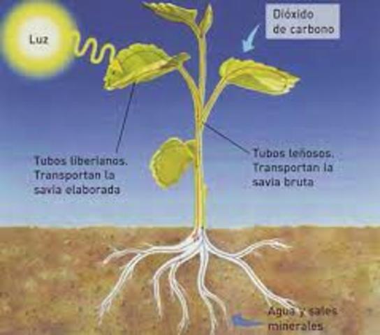 NUTRICIÓN MINERAL DE LAS PLANTAS