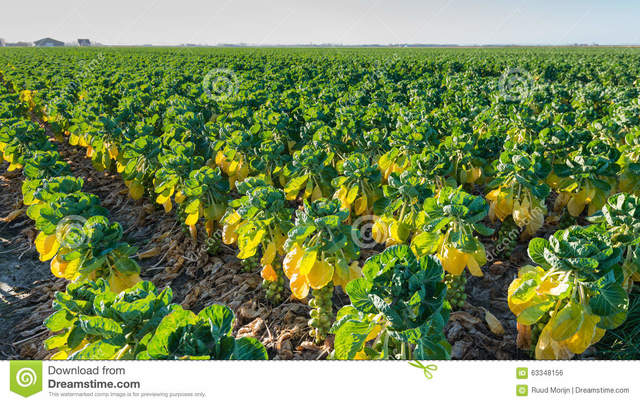 o2 ES PRODUCTO DE LAS PLANTAS