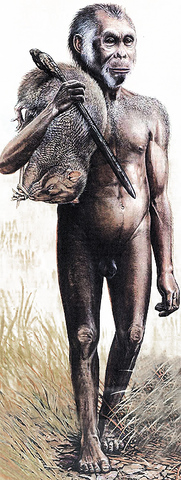 Floresiensis