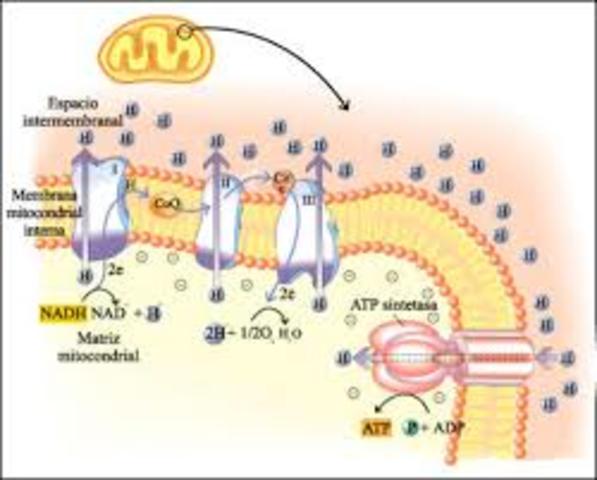 SINTESIS DE ATP