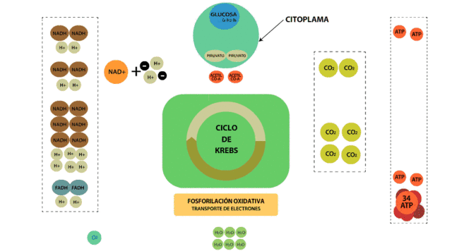HIPOTESIS QUIMIOSMOTICA