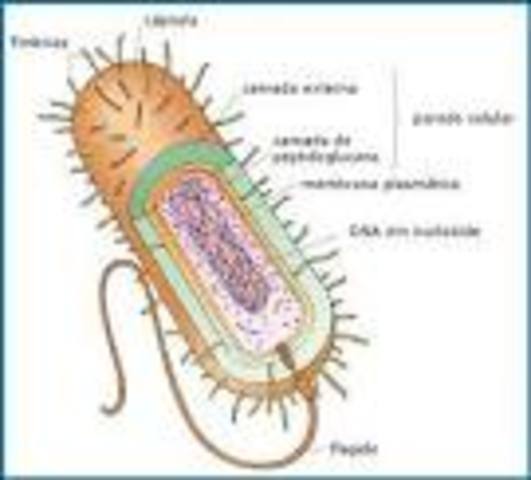 Tercera clasificación, reino Monera