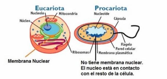 Cuarta clasificación:células  eucariotas y procariotas.