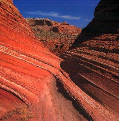 Mentor and Fieldwork Forms