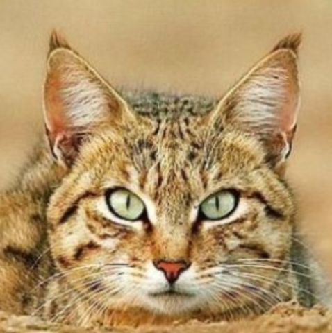 North America got cats from European settlers