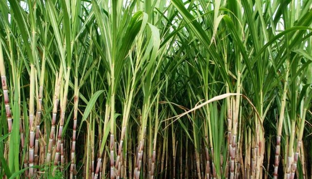Sugar Cane