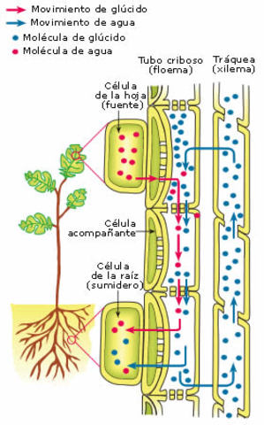 Transporte de sustancias Xilema y Floema