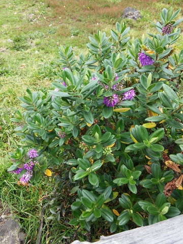 Frederick Frost Blackman