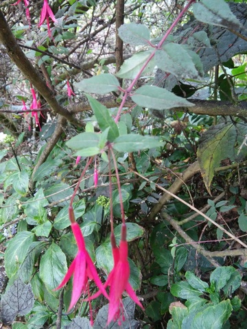 Johann Deisenhofer, Hartmut Michel y Robert Huber