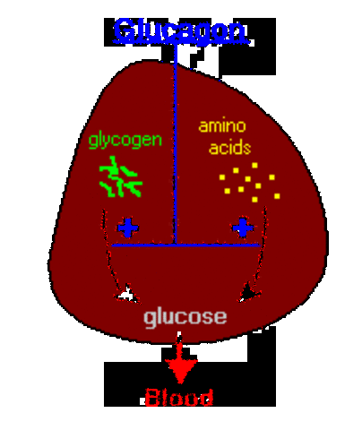 Glucagon Introduced to Treat Hypoglycemia