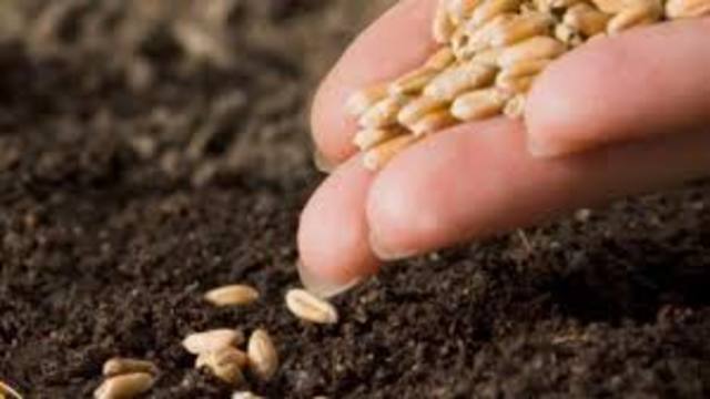 Plant Seeds